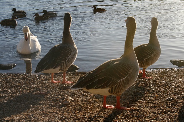 ducks 3955110 640